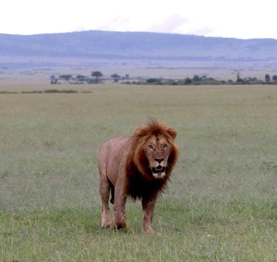 Maasai Homestay Camping Sekenani Kültér fotó